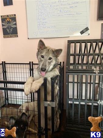Sasha53 Picture 1